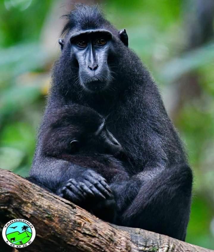 Tangkoko Lodge Bitung Exteriör bild
