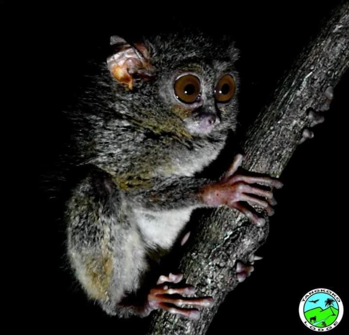 Tangkoko Lodge Bitung Exteriör bild