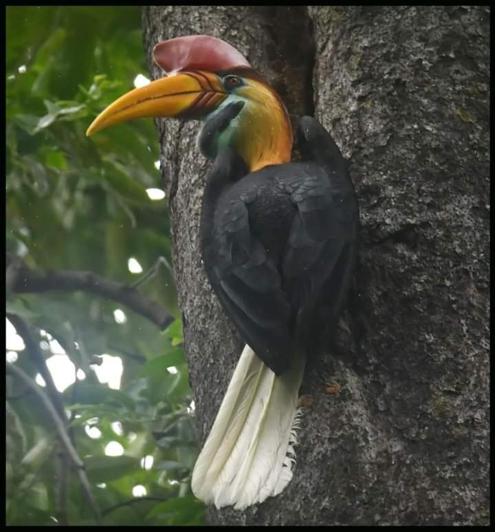 Tangkoko Lodge Bitung Exteriör bild